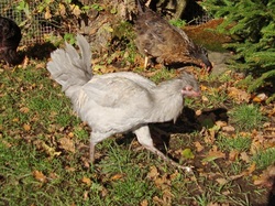 Linnumaja. Sügis ja noored kuked – copper black marans ja lavendel araucana.
